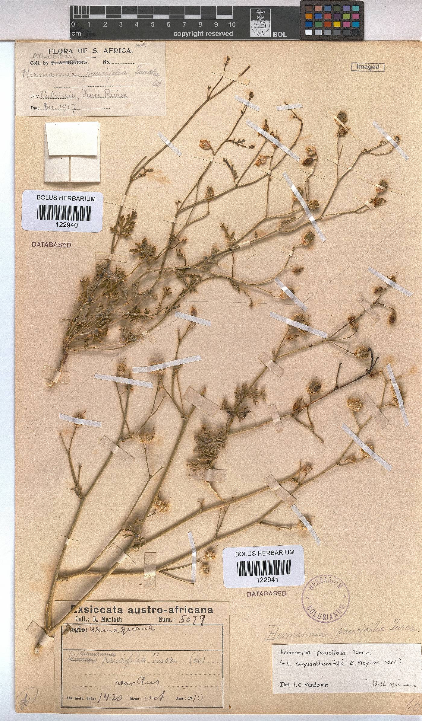 Hermannia paucifolia image