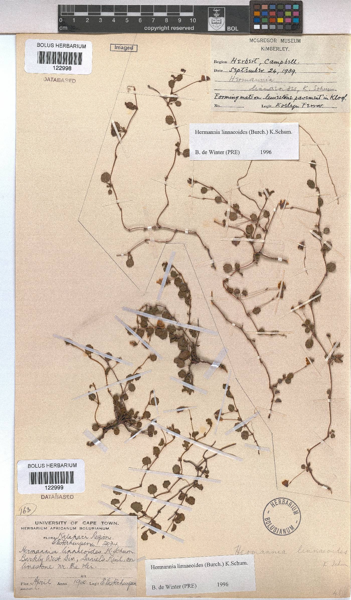 Hermannia linnaeoides image