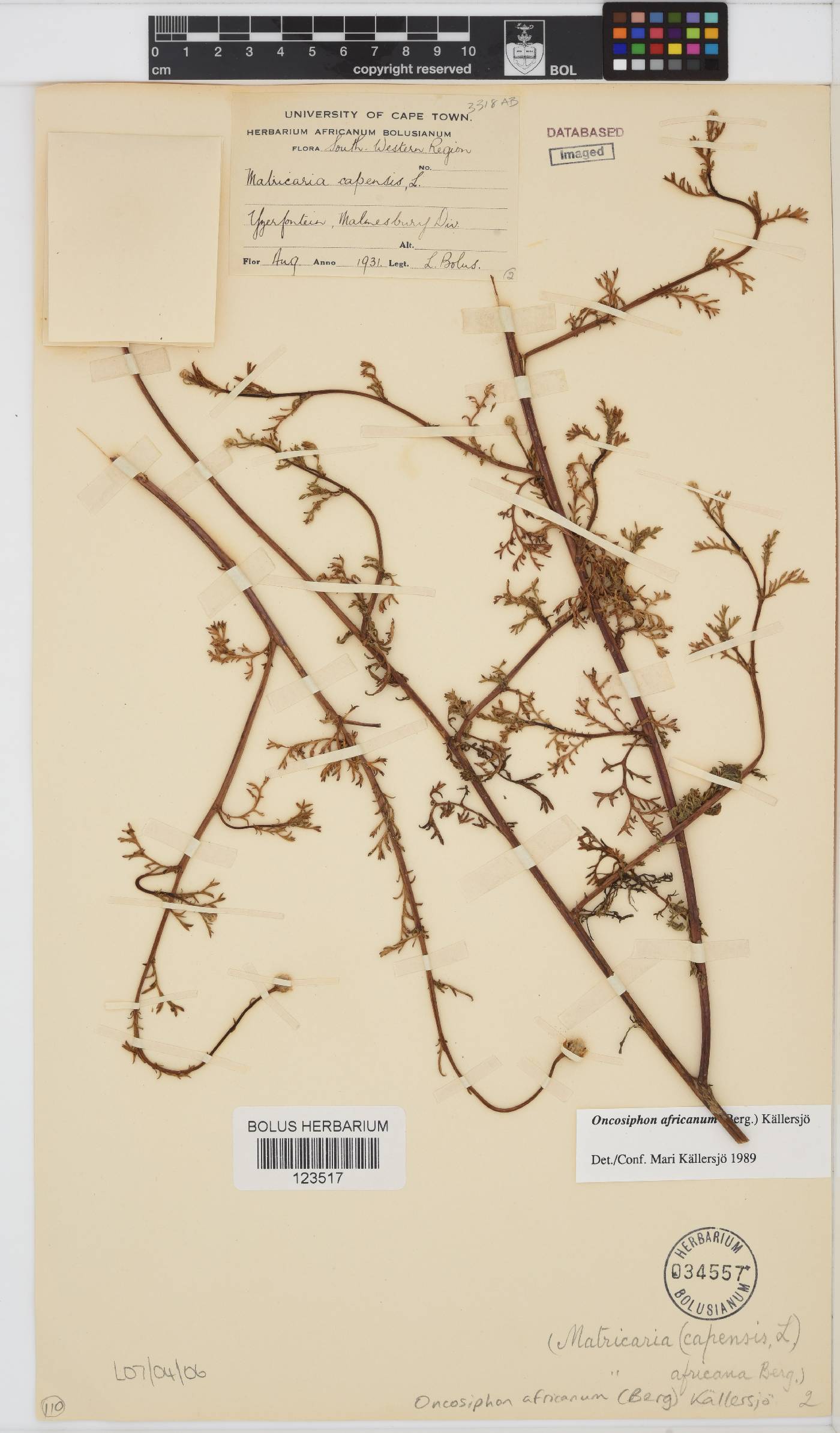 Oncosiphon africanus image