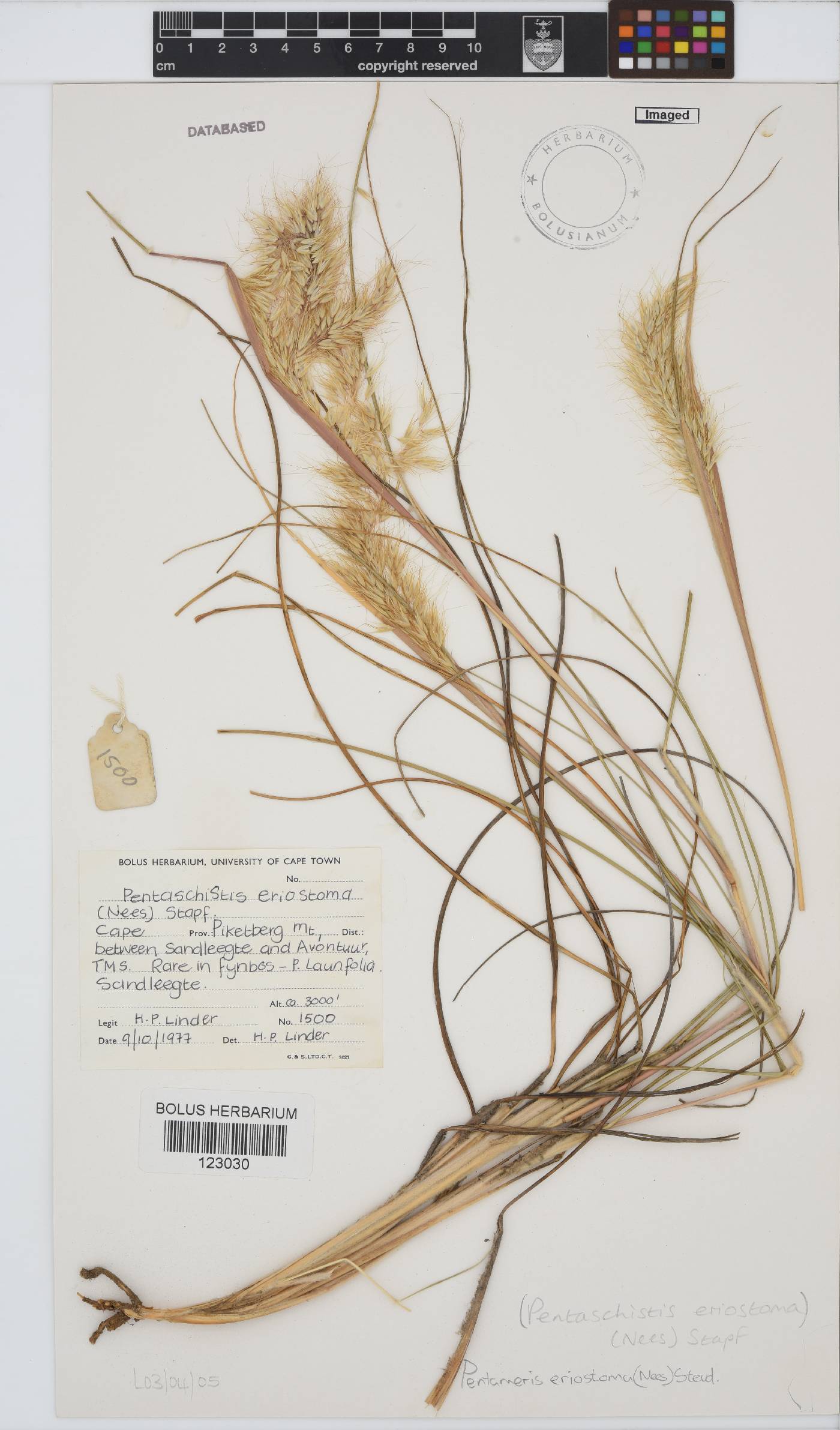 Pentameris eriostoma image