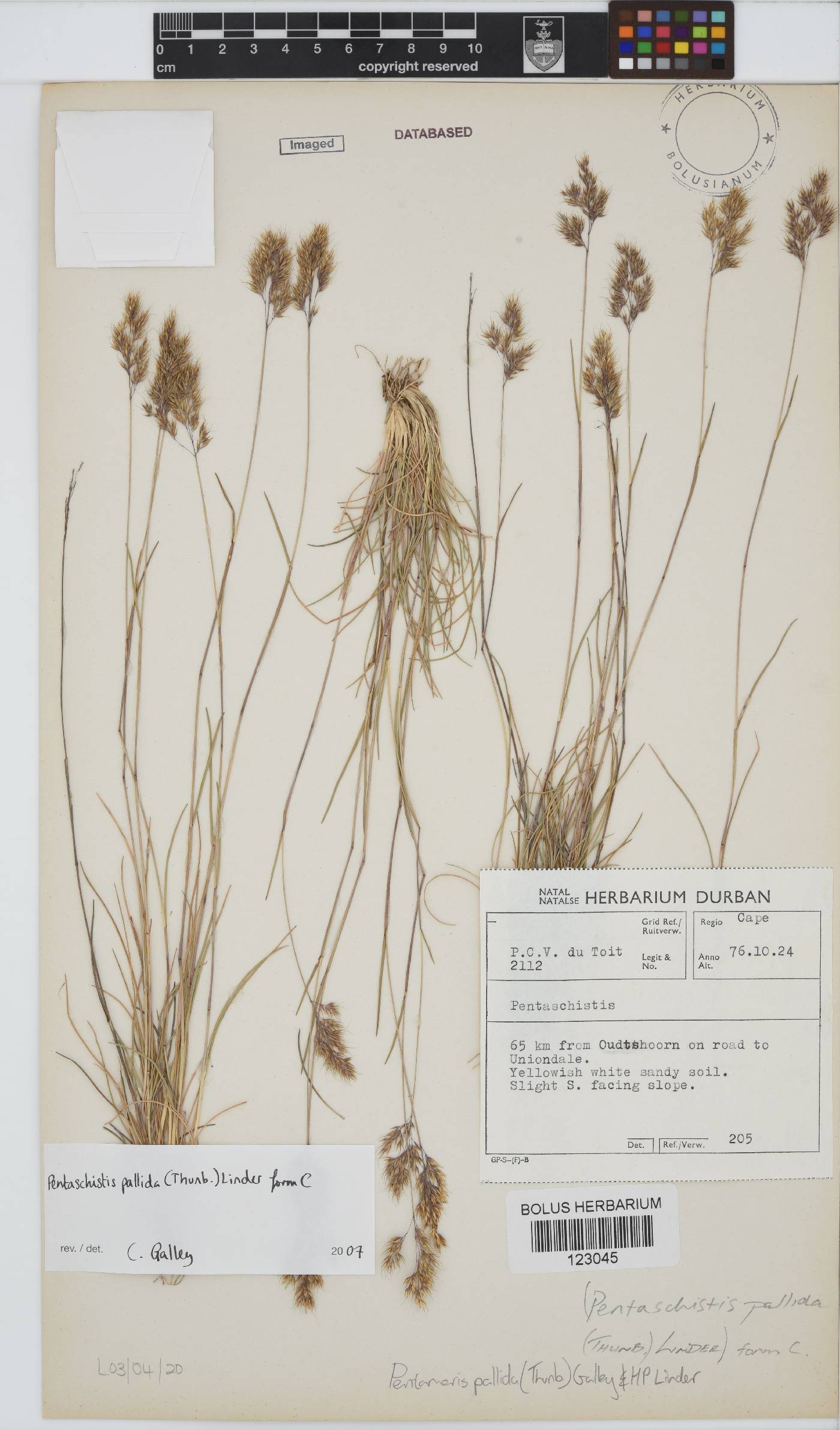 Pentameris pallida image