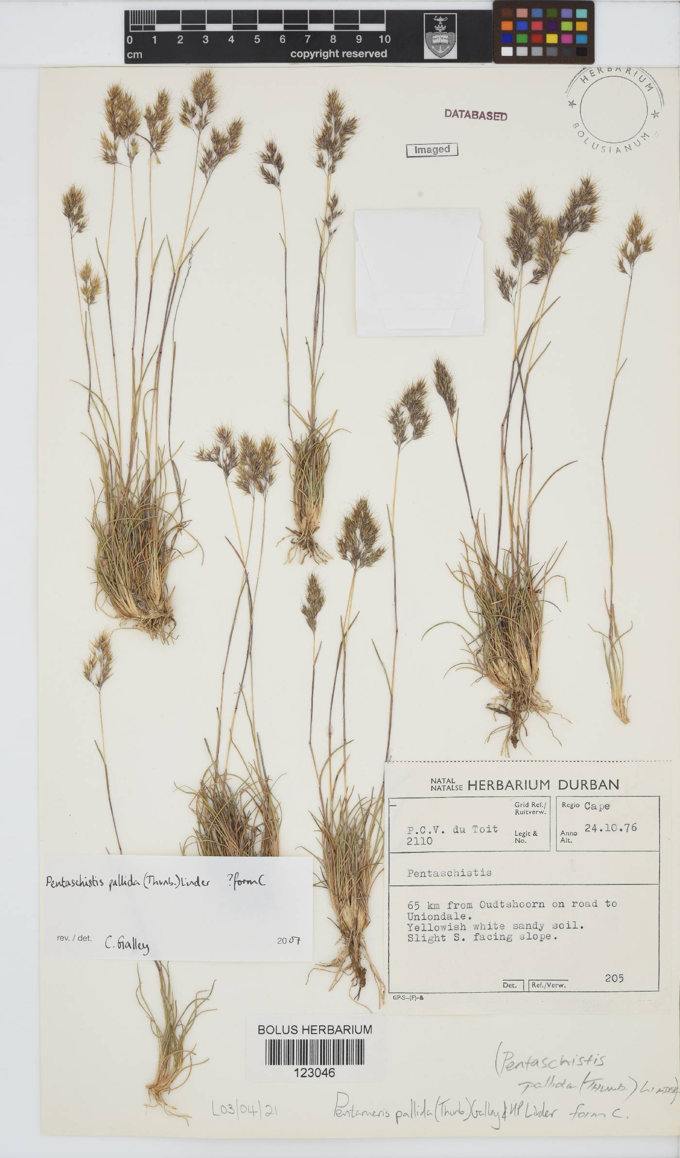 Pentameris pallida image