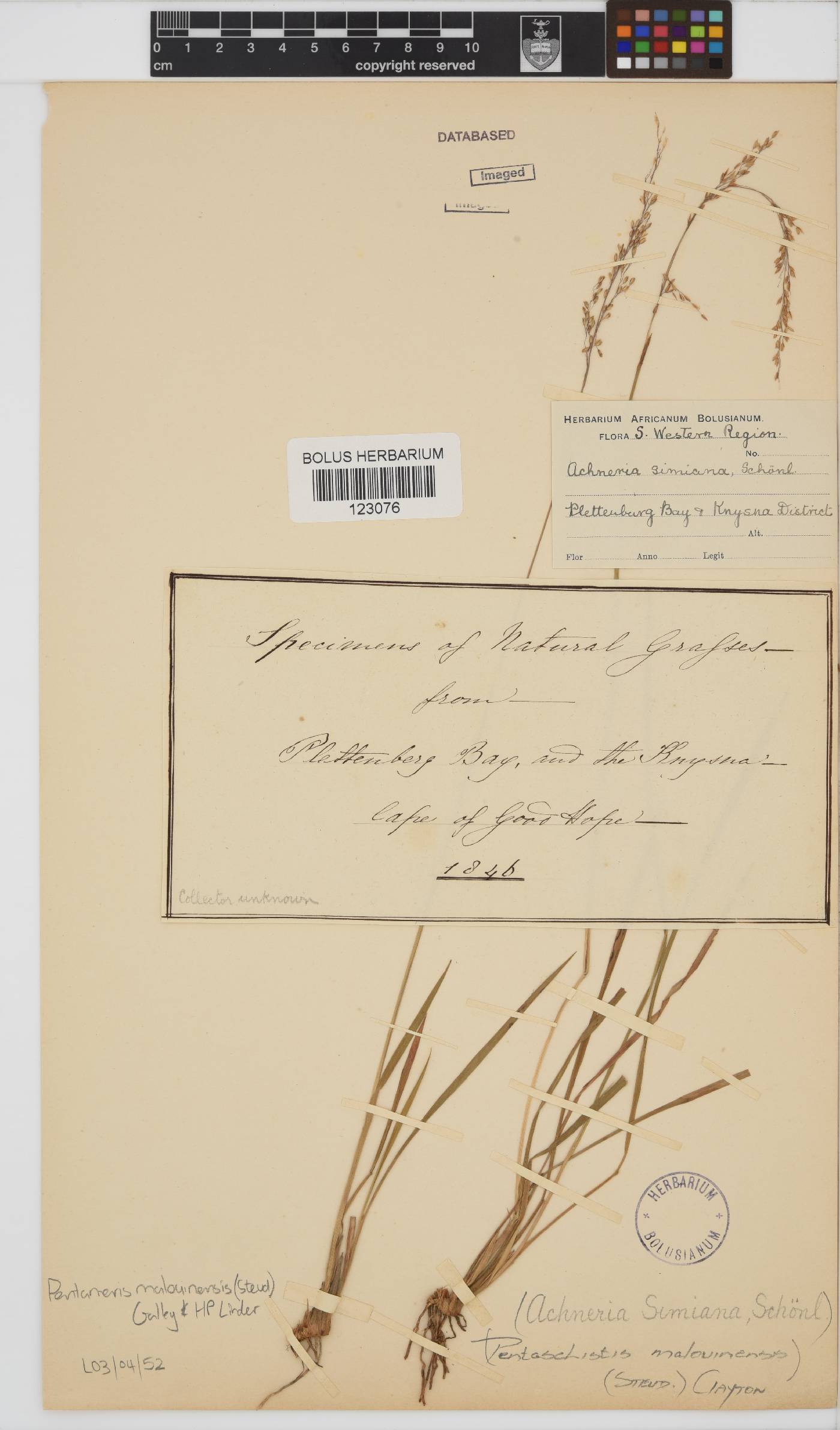 Pentameris malouinensis image