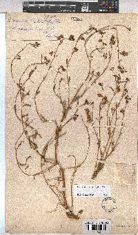 Hermannia bicolor image