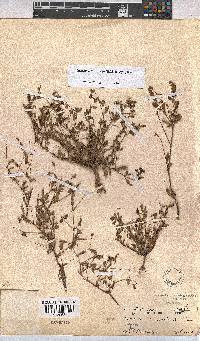 Hermannia coccocarpa image