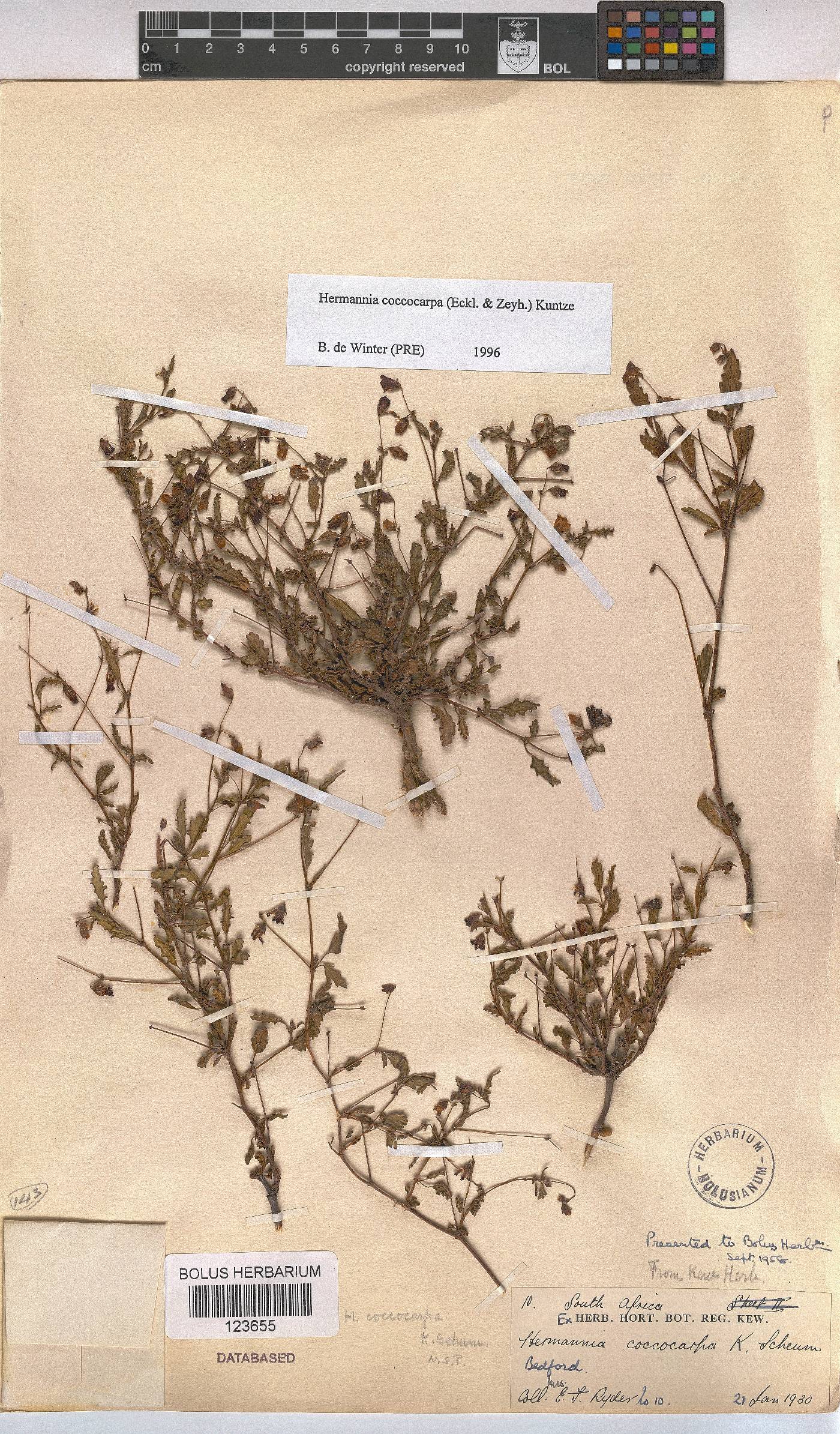 Hermannia coccocarpa image