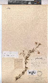 Hermannia diffusa image