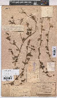 Hermannia diffusa image