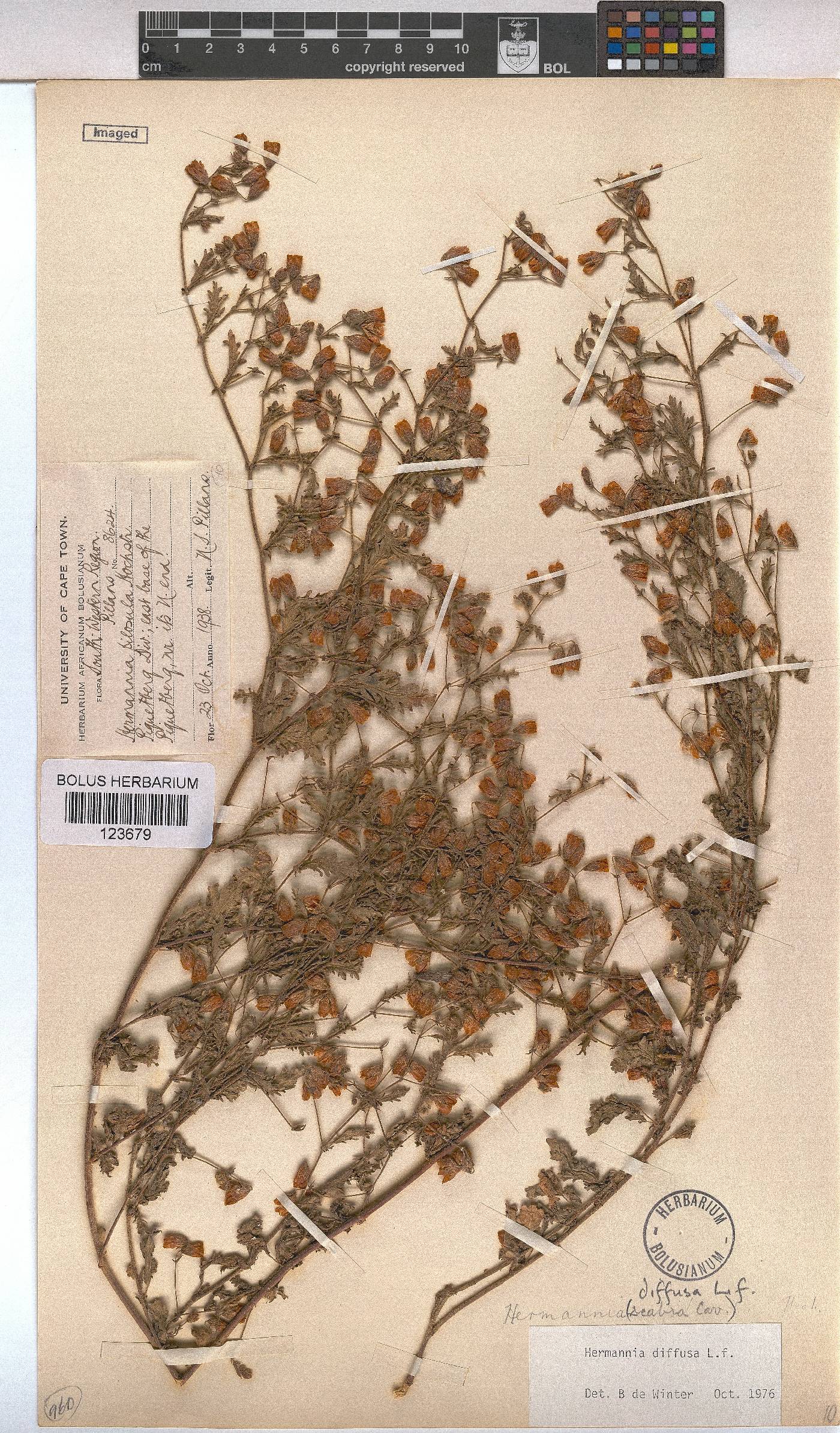 Hermannia diffusa image