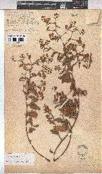 Hermannia diffusa image