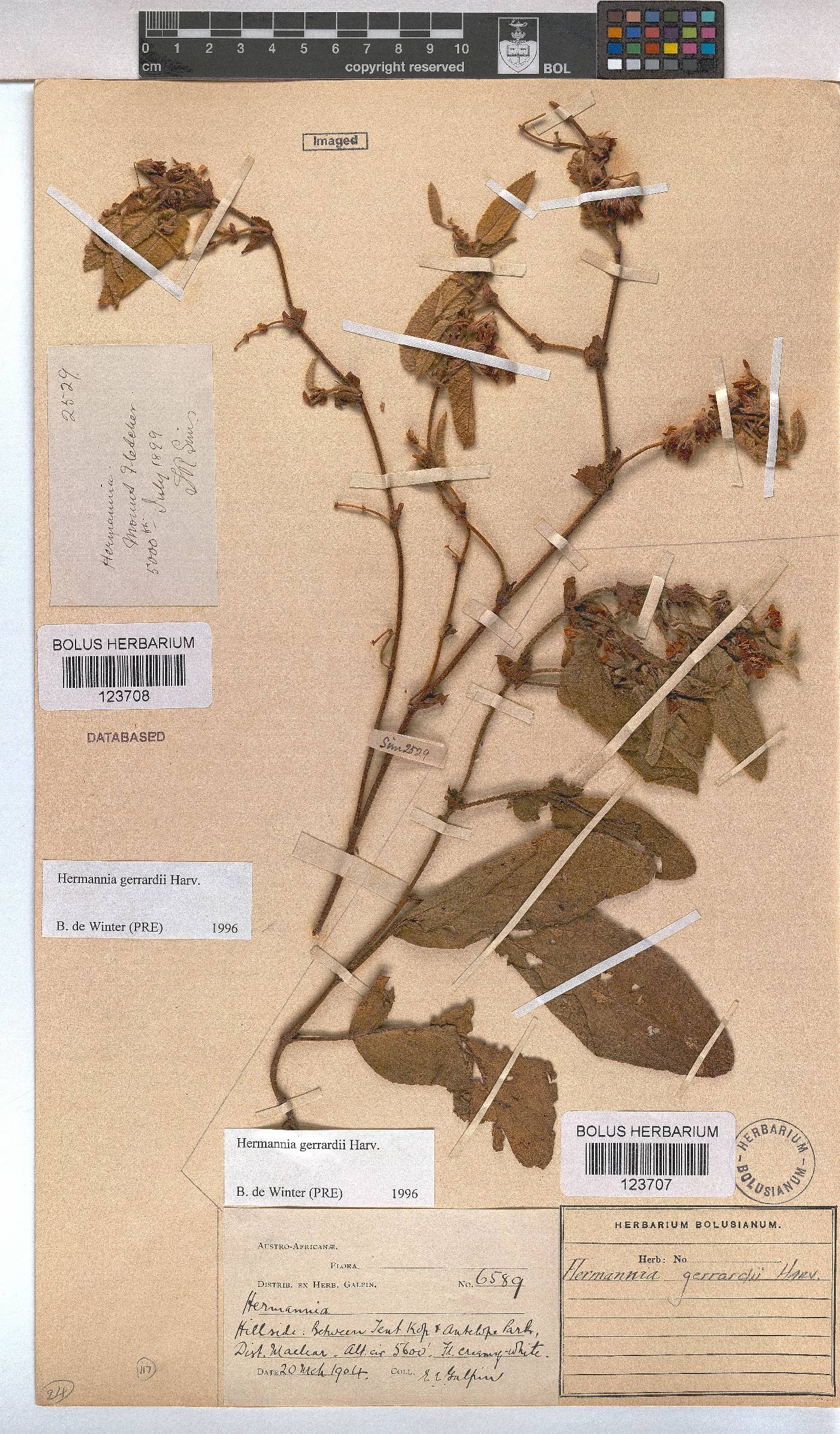 Hermannia gerrardii image