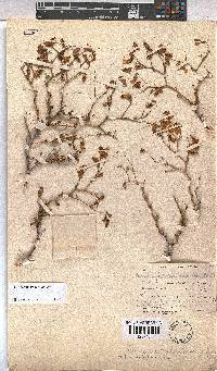 Hermannia grandiflora image