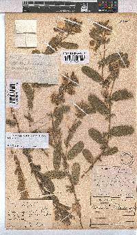 Hermannia grandistipula image