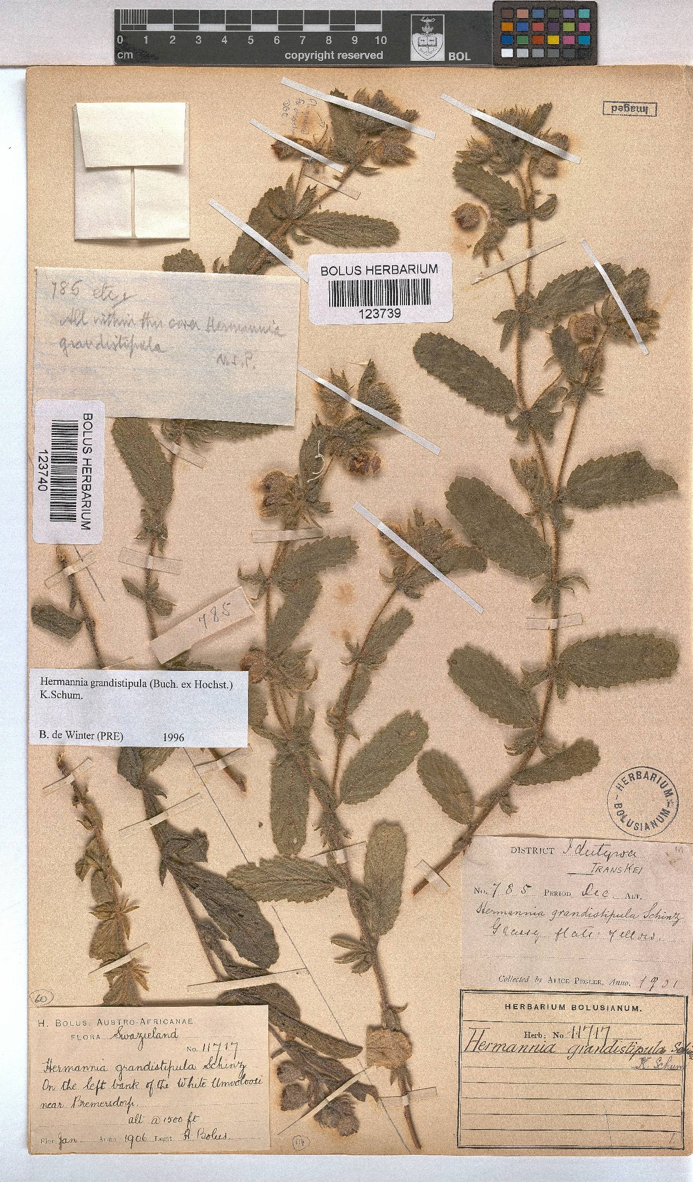 Hermannia grandistipula image