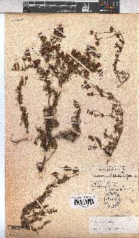 Hermannia pinnata image