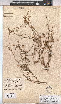 Hermannia quartiniana image