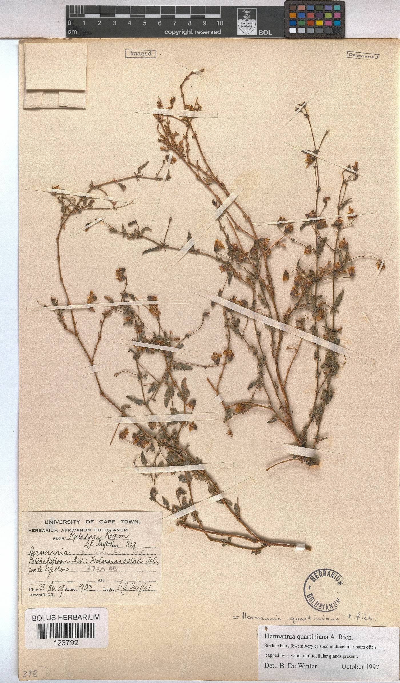Hermannia quartiniana image