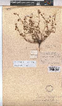 Hermannia erodioides image