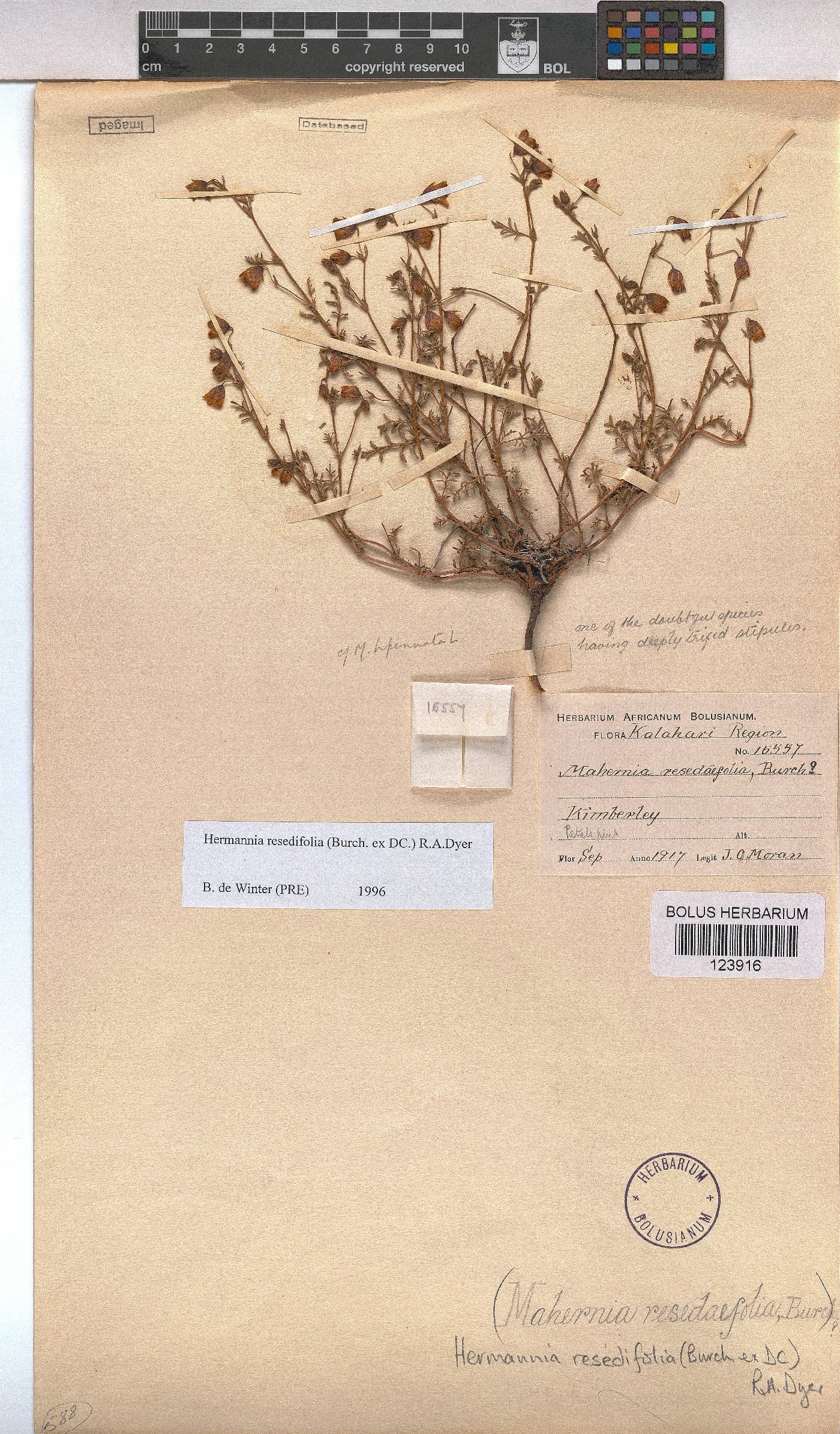 Hermannia erodioides image