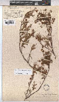 Hermannia saccifera image