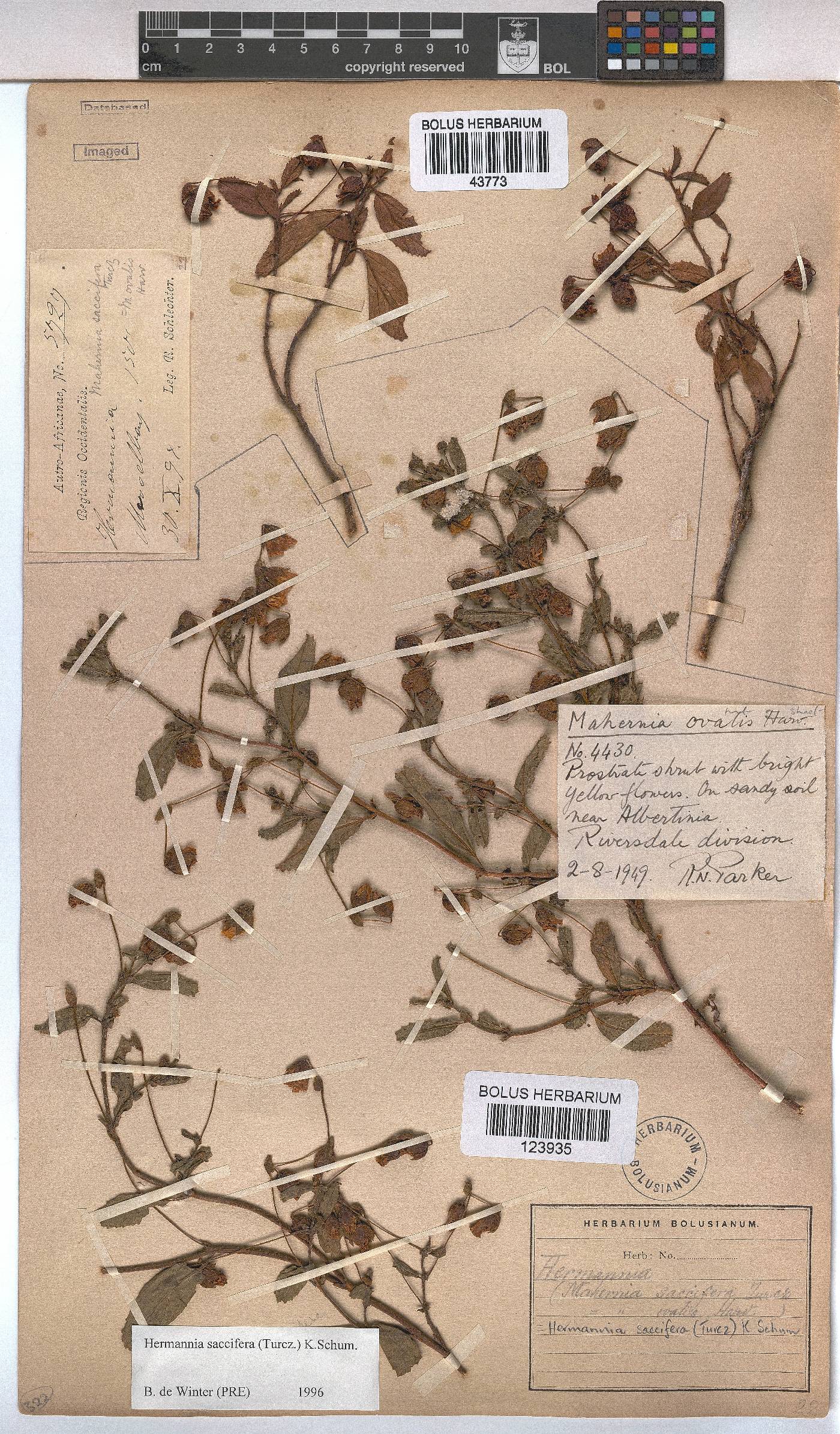 Hermannia saccifera image