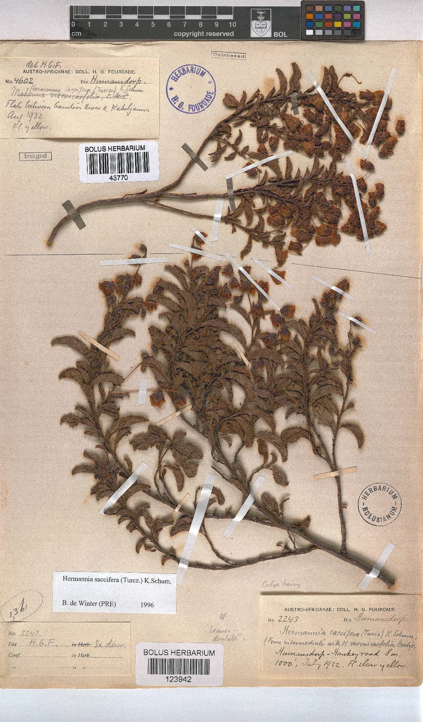 Hermannia saccifera image