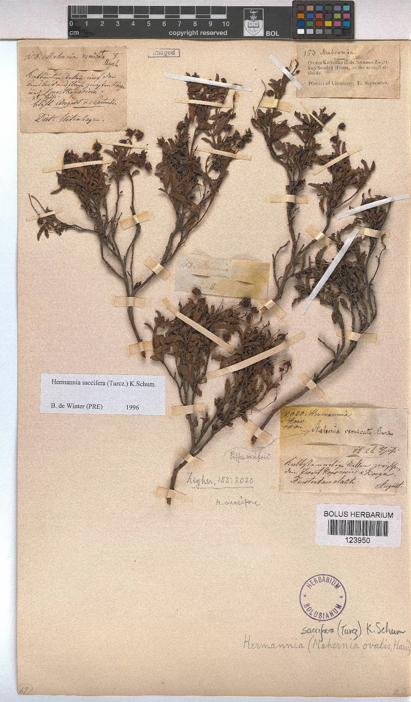 Hermannia saccifera image