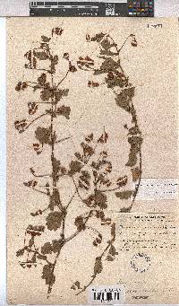 Hermannia scabricaulis image