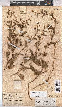 Hermannia stellulata image