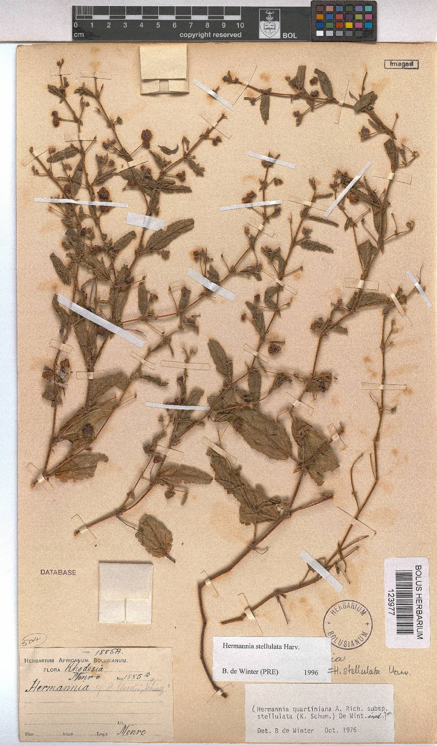 Hermannia stellulata image