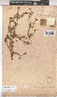 Hermannia stipitata image