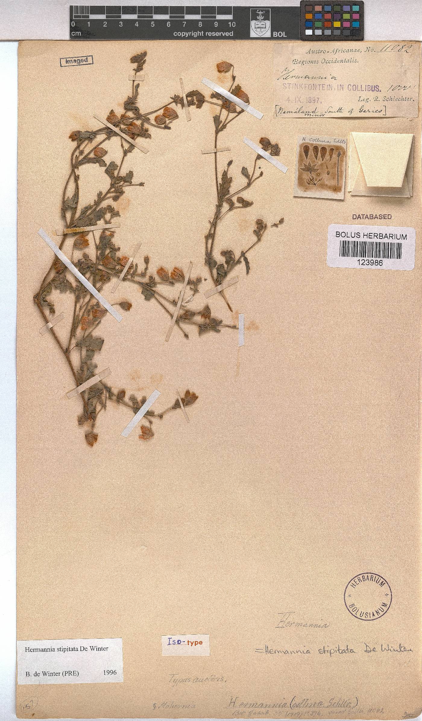 Hermannia stipitata image