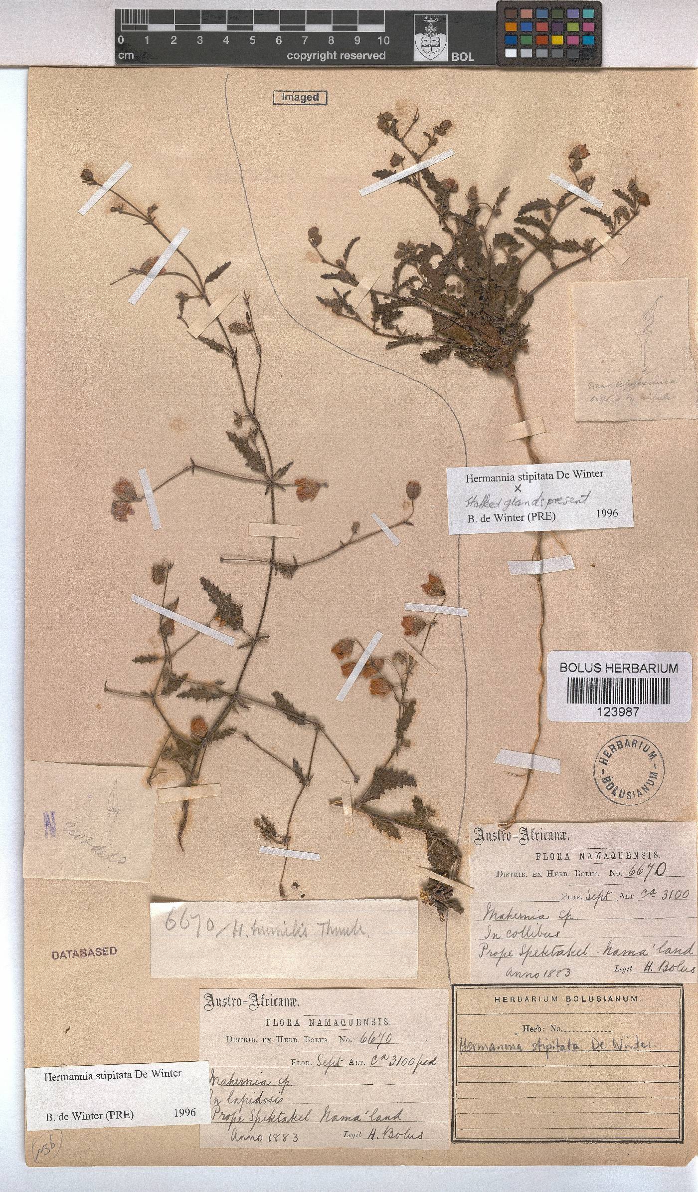 Hermannia stipitata image