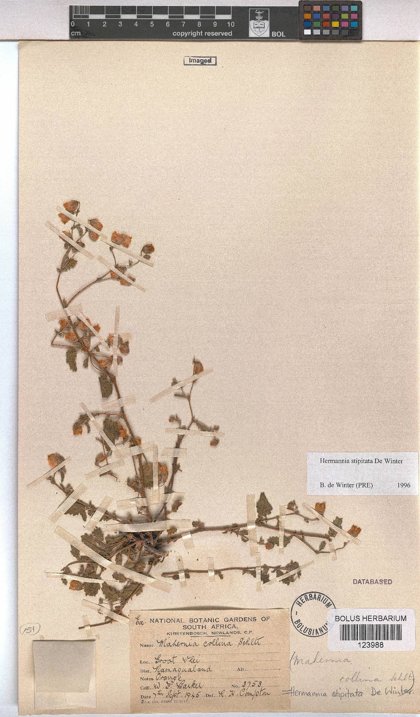Hermannia stipitata image