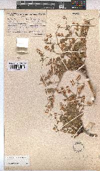 Hermannia stipitata image
