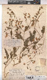 Hermannia stipitata image