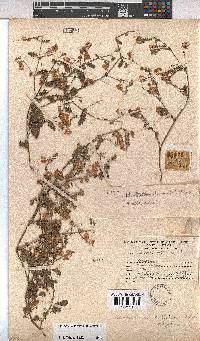 Hermannia stipitata image