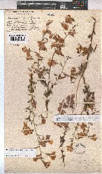Hermannia stricta image
