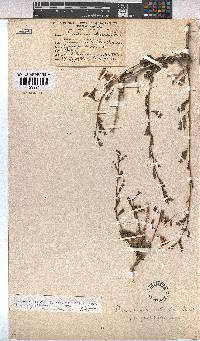 Hermannia stricta image
