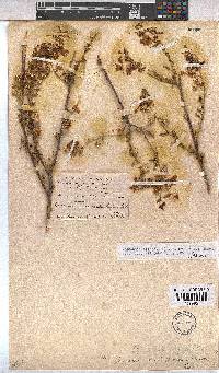 Hermannia stricta image