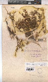 Hermannia stricta image
