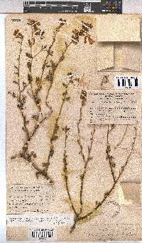 Hermannia stricta image