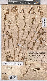 Hermannia stricta image
