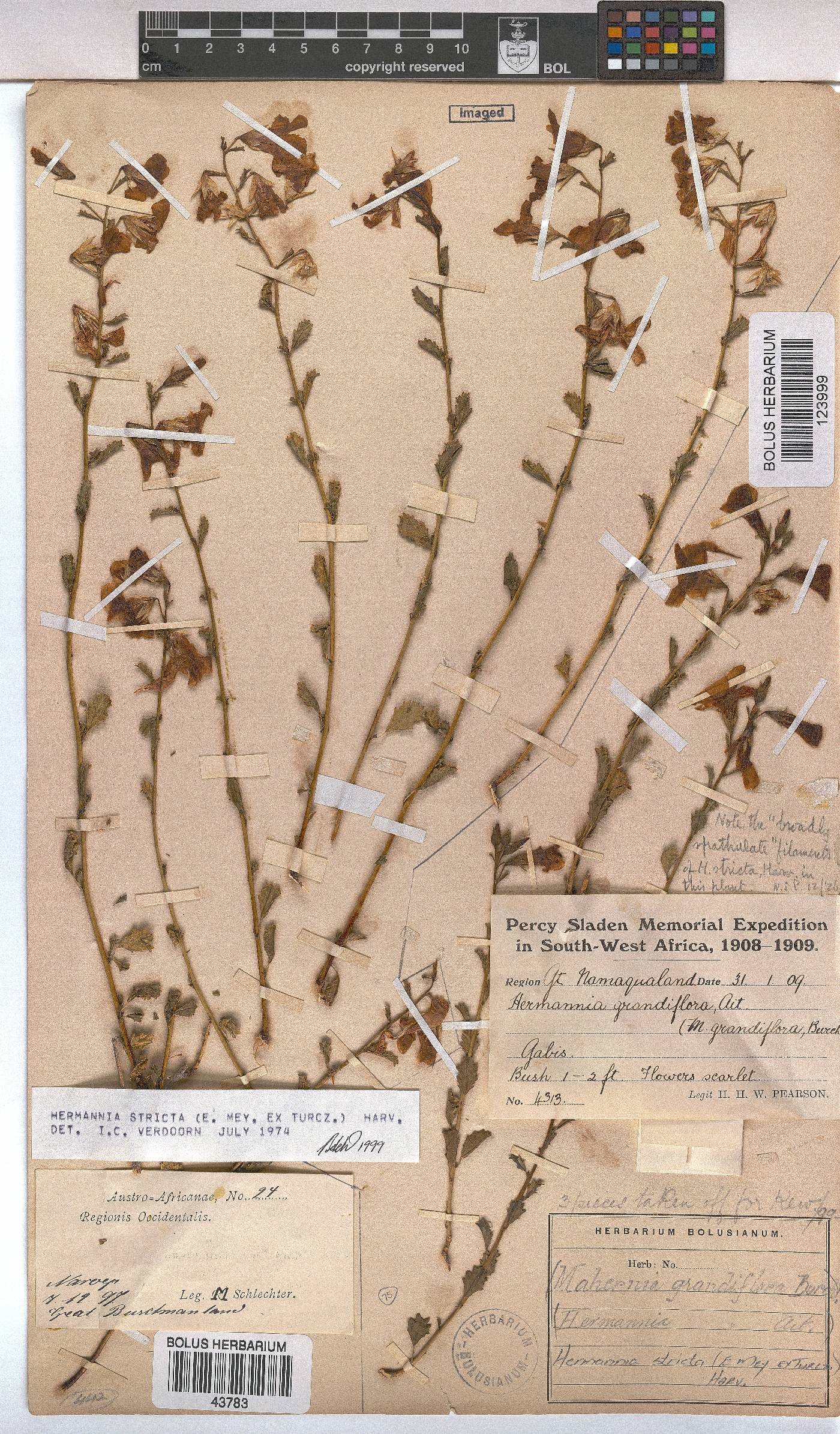 Hermannia image