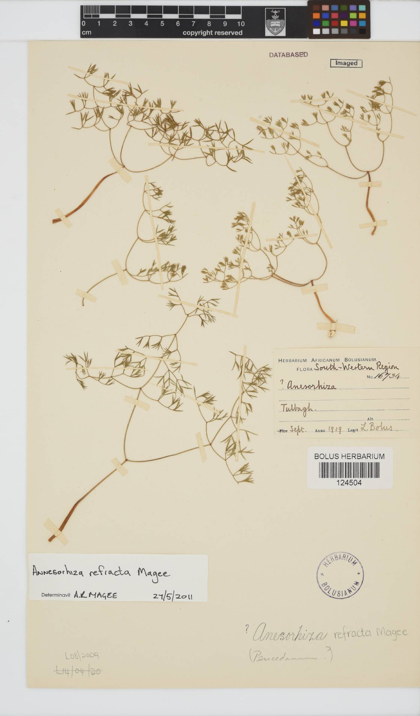 Annesorhiza image