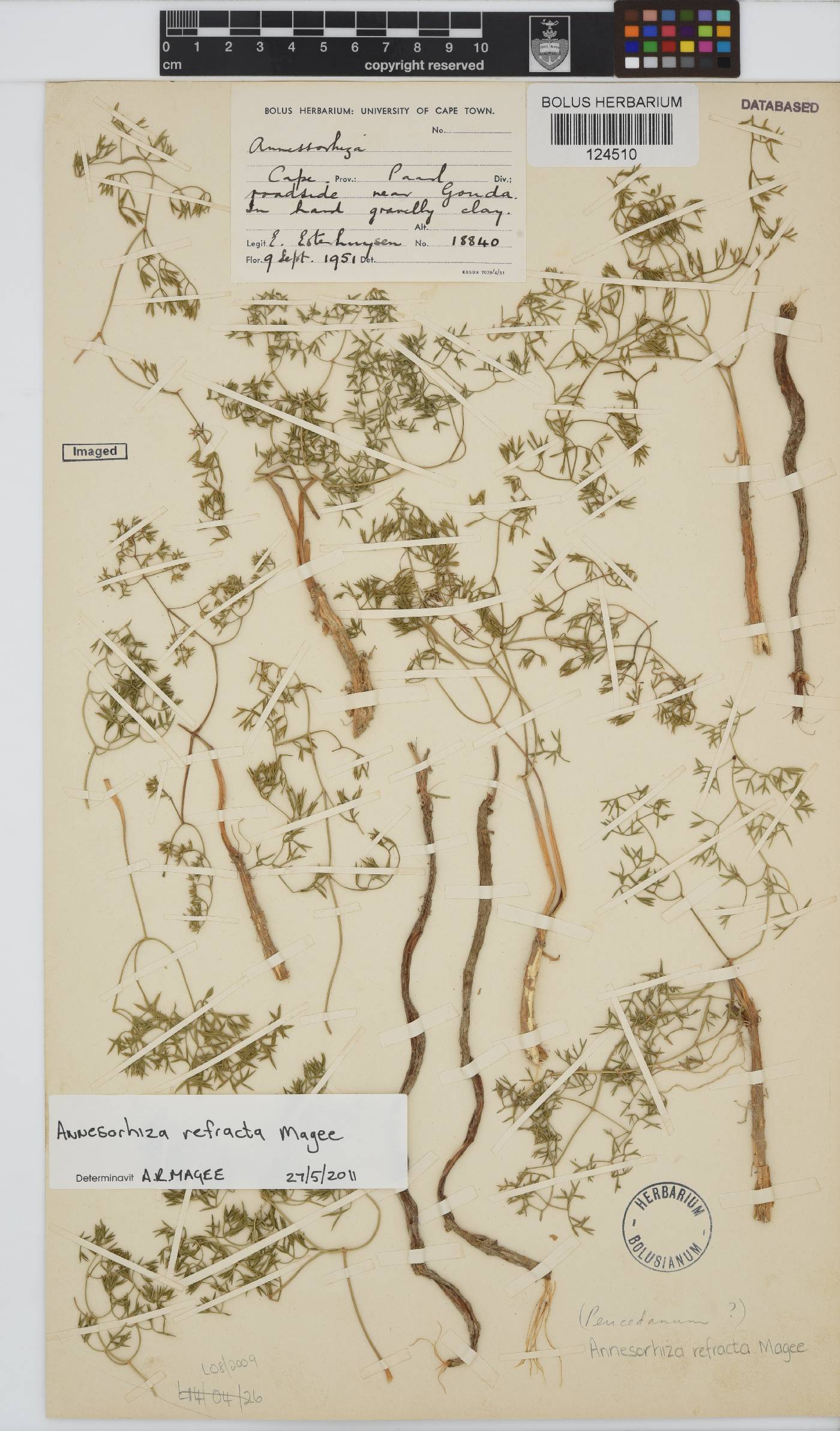 Annesorhiza refracta image