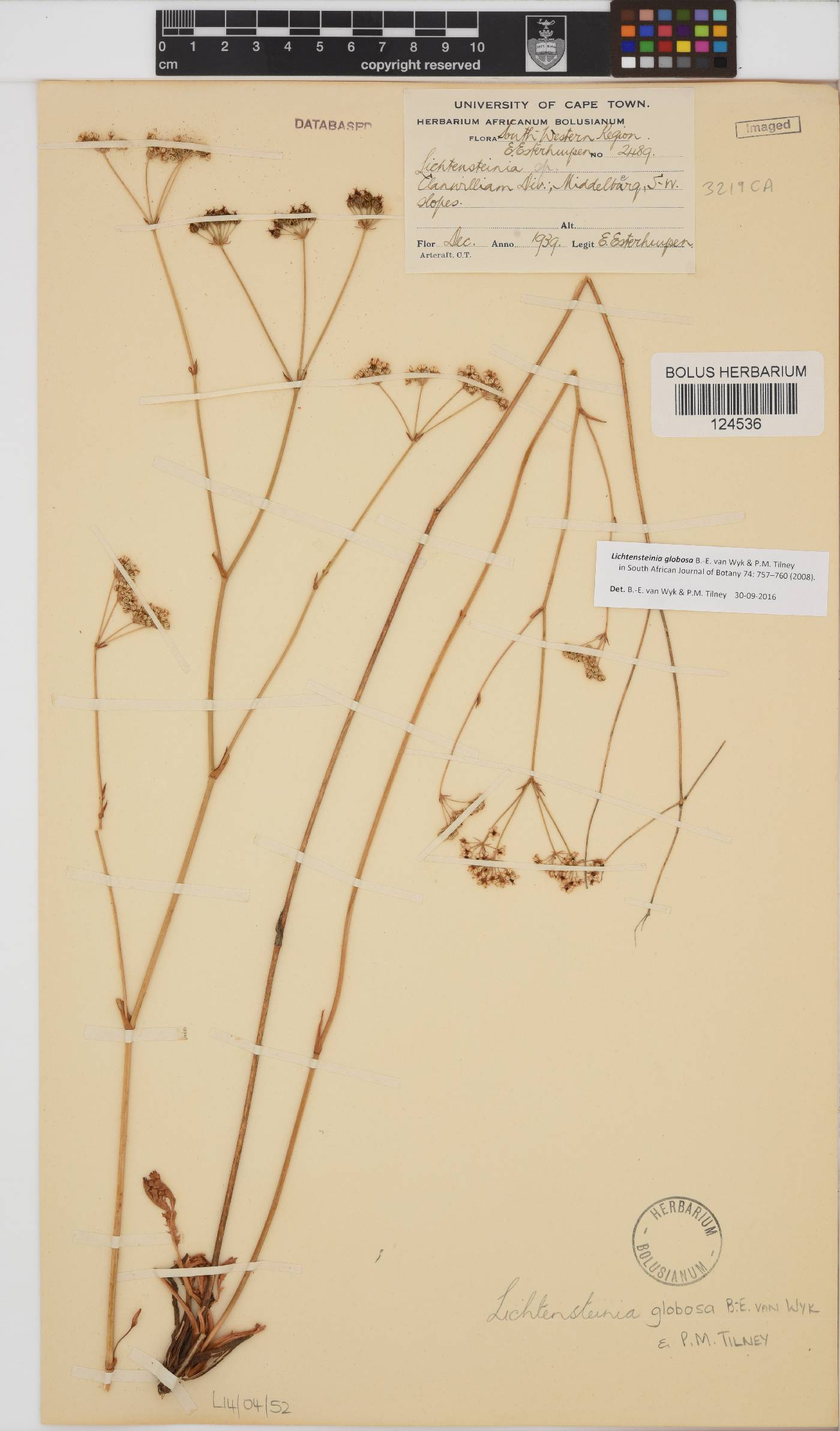 Lichtensteinia globosa image