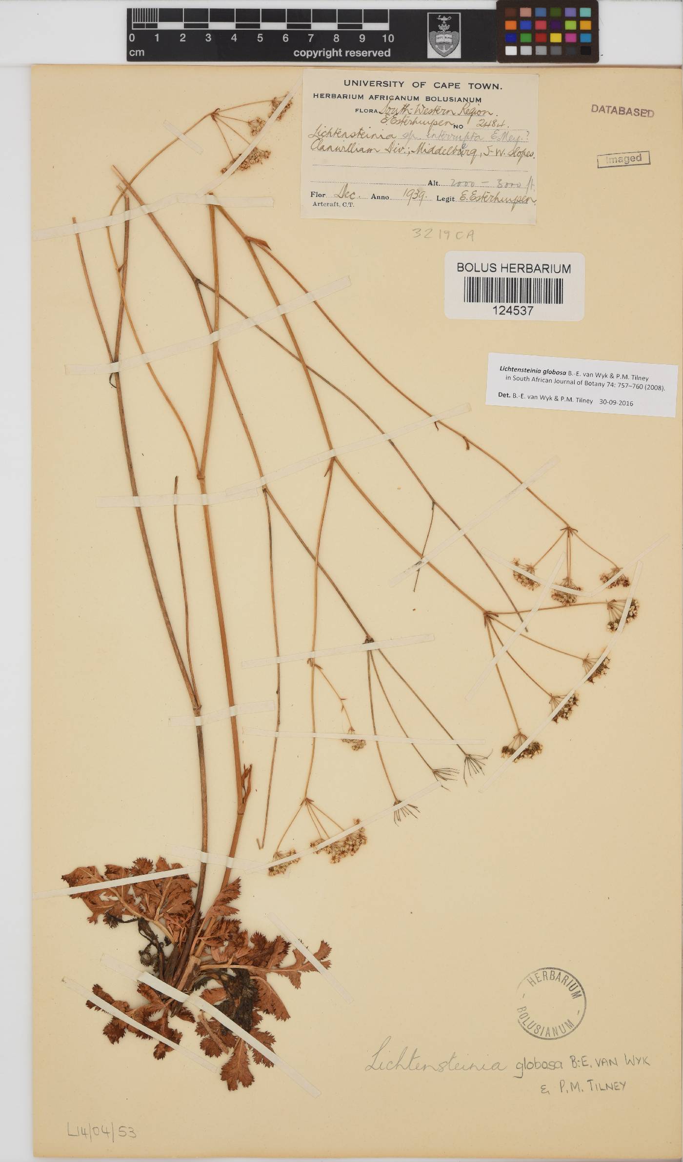 Lichtensteinia globosa image