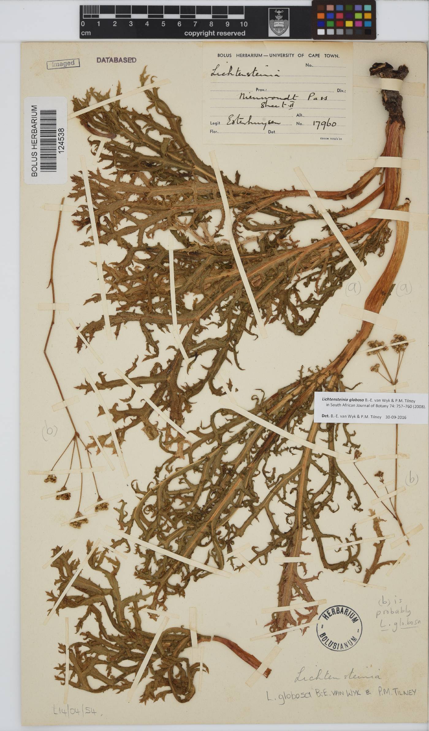 Lichtensteinia globosa image