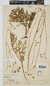 Lichtensteinia crassijuga image